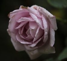 cremation services Little Elm, TX