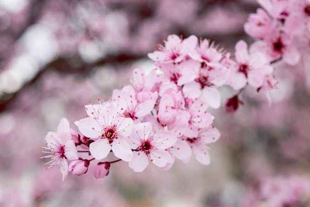 cremation services Little Elm, TX