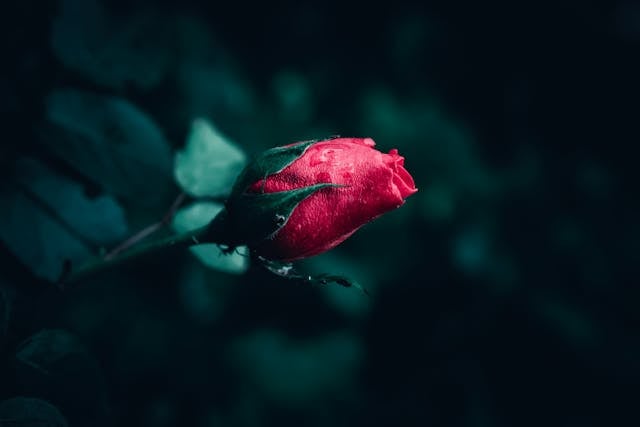 cremation services Little Elm, TX