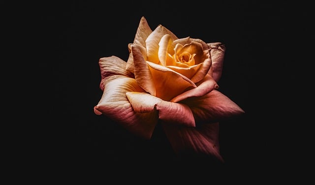 Soft peach rose against a dark background, symbolizing grief support and remembrance through cremation services in Little Elm, TX.