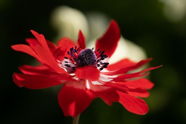 Close-up of a red flower in bloom symbolizing remembrance and cremation services Prosper, TX.