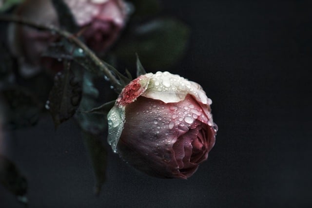 Pink rose with dewdrops against a dark background, symbolizing reassurance and remembrance at funeral homes in Little Elm, TX.