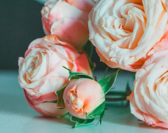 Soft pink roses arranged closely together, symbolizing remembrance and compassion for funeral homes in Prosper, TX.