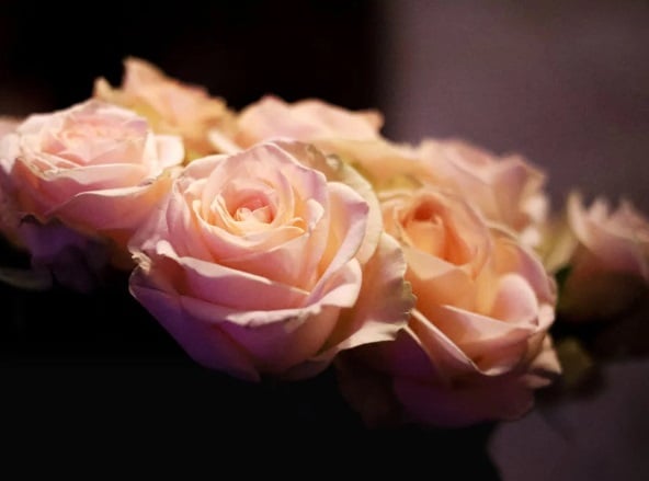 Soft pink roses arranged closely together on a dark surface, creating a calm and reflective memorial setting in Little Elm, TX.