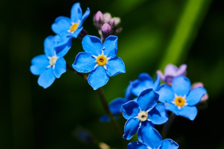 Blue flowers representing remembrance and cremation services in Frisco, TX.