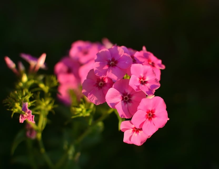 Pink flowers representing thoughtful respect and remembrance in Prosper, TX.