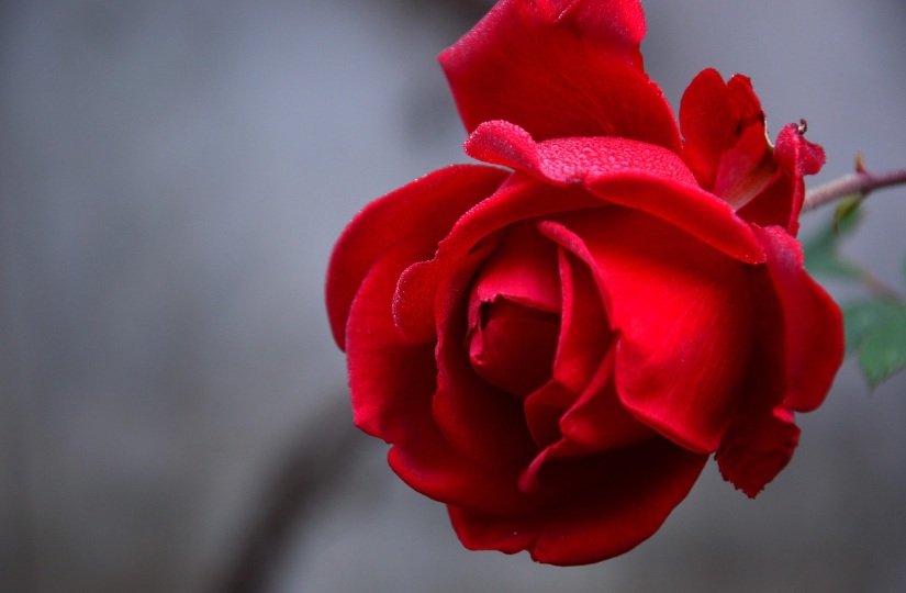 Close-up red rose representing remembrance for families in Prosper, TX.