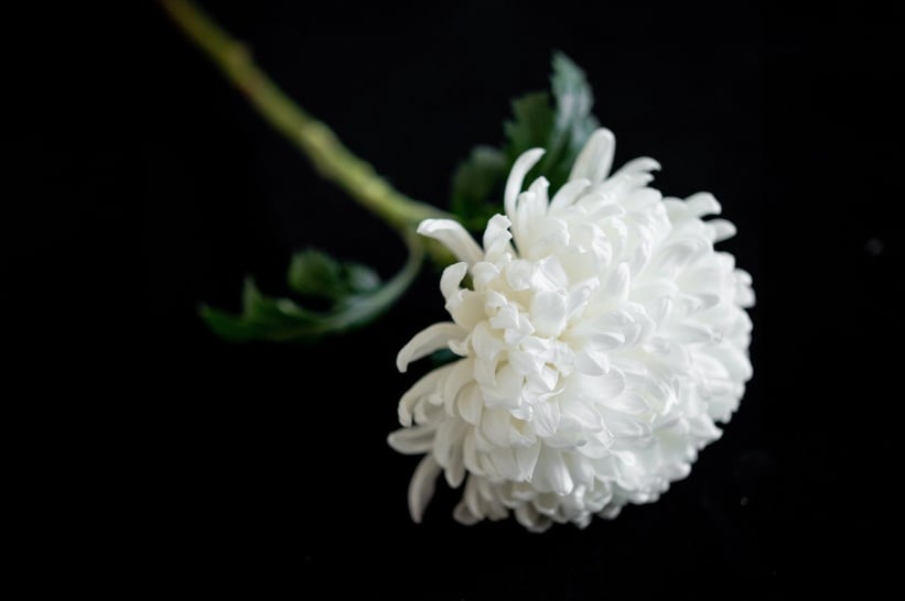 White chrysanthemum representing remembrance during a memorial in Prosper, TX.